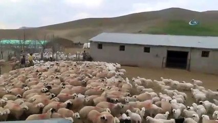 Koyun ve kuzuların duygusal buluşması