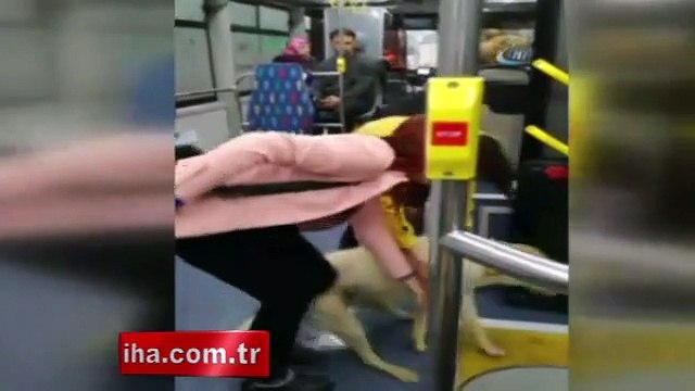 Yağmurdan kaçan köpek otobüse sığındı