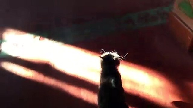 Cuma namazında hocaya büyük bir sürpriz hazırlayan kedi