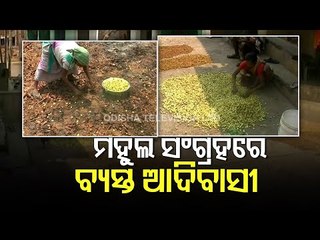 Rayagada Tribal Community Prep Up To Collect 'Mahula' Or Mahua Flower | Ground Report