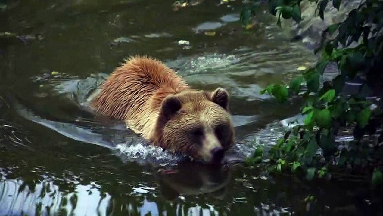 Brown Bear