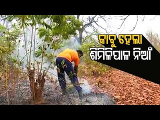 Similipal Wildfire | BJP Delegation Takes Stock Of Situation