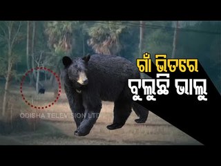 Wild Bear Movement In Nilgiri Village Strikes Panic Amongst Locals