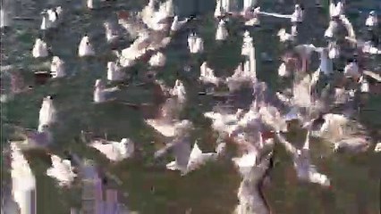 Sneaky Seagulls Wily Birds
