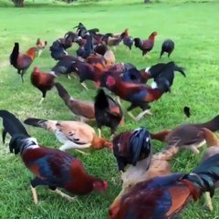 Nice Birds Black Friday Waimea Farm