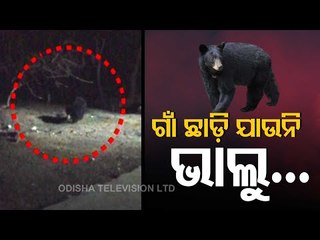 Wild Bear On Prowl Triggers Panic In Balasore
