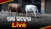 Watch - Two Bulls Lock Horns At Saheed Nagar In Bhubaneswar