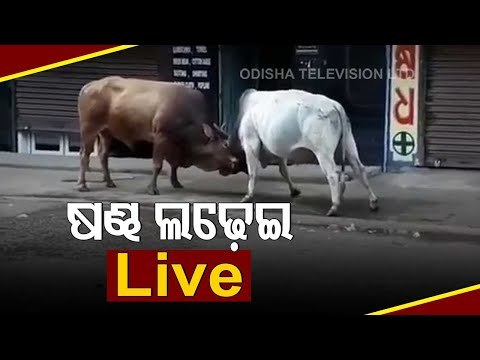 Watch - Two Bulls Lock Horns At Saheed Nagar In Bhubaneswar