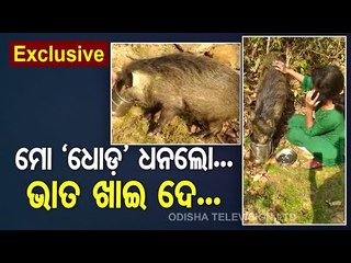 Woman Whose ‘Pet’ Wild Boar Was Seized By Forest Dept Offers Food, Takes Back Home