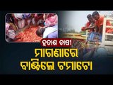 Distress Sale | Farmers Distributes Tomatoes Free Of Cost In Sundargarh’s Biramitrapur