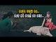 Pet Wild Boar Taken Away By Forest Dept Makes Emotional Comeback | Keonjhar