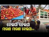 Farmers Forced To Distribute Tomatoes Freely At Biramitrapur Because Of Distress Sale