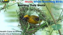 Listen Bird's Nest Music While Watching Birds knitting Their Nests