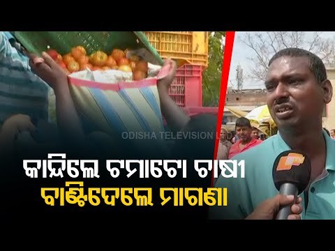 Tamato Farmers Suffer Loss Due Distress Sale, Distributes For Free In Sundargarh