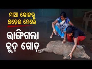 Ailing Pet Wild Boar 'Dhuda' Receives Treatment