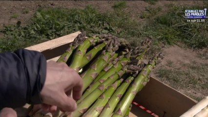 Santé - Asperges : l'atout fibres !