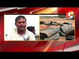 Delay In Procurement | Farmers Returning Back Home With Their Paddy In Sambalpur Mandi