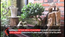 Bisnis Menjanjikan Budidaya Bonsai di Halaman Rumah