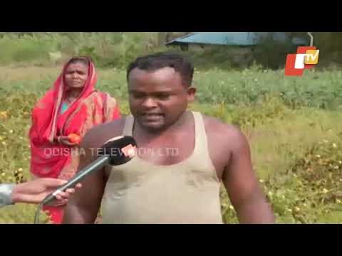 Tomatoes Farmers In Balasore Concerned Over Distress Sale