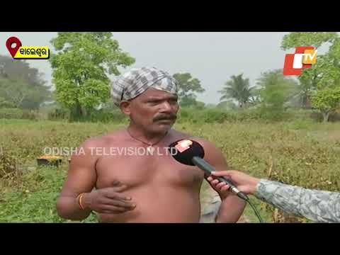 Tomatoes Farmers In Balasore Concerned Over Alleged Distress Sale