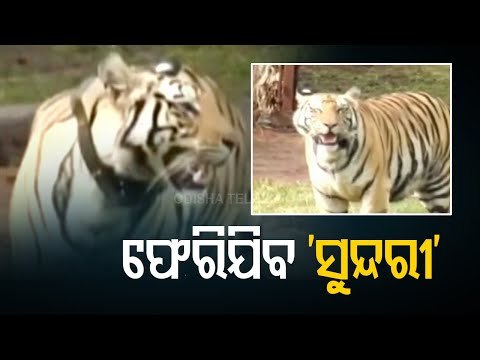 Tigress Sundari To Be Shifted To Kanha Tiger Reserve