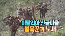 [세상만사] 이탈리아 산골마을 벌목꾼과 노새 / YTN