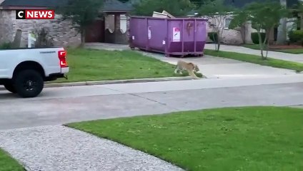 États-Unis : le tigre du Bengale qui déambulait dans les rues de Houston a été retrouvé