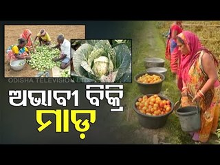 Distress Sale Scare Haunts Tomato Growers In Odisha