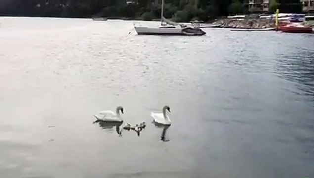 Martigues : dans la famille cygnes donnez-moi les bébés