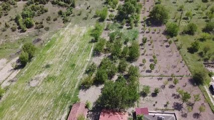 Kirazın dalında kalmasına gönlü razı olmadı, internetten "ağaç kiralama" dönemini başlattı