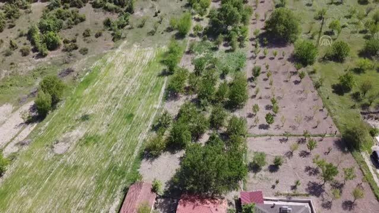 Kirazın dalında kalmasına gönlü razı olmadı, internetten "ağaç kiralama" dönemini başlattı