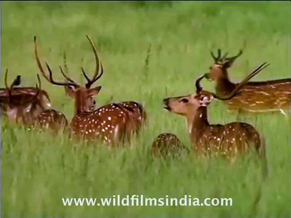 Chital or Spotted Deer in a northern Indian grassland