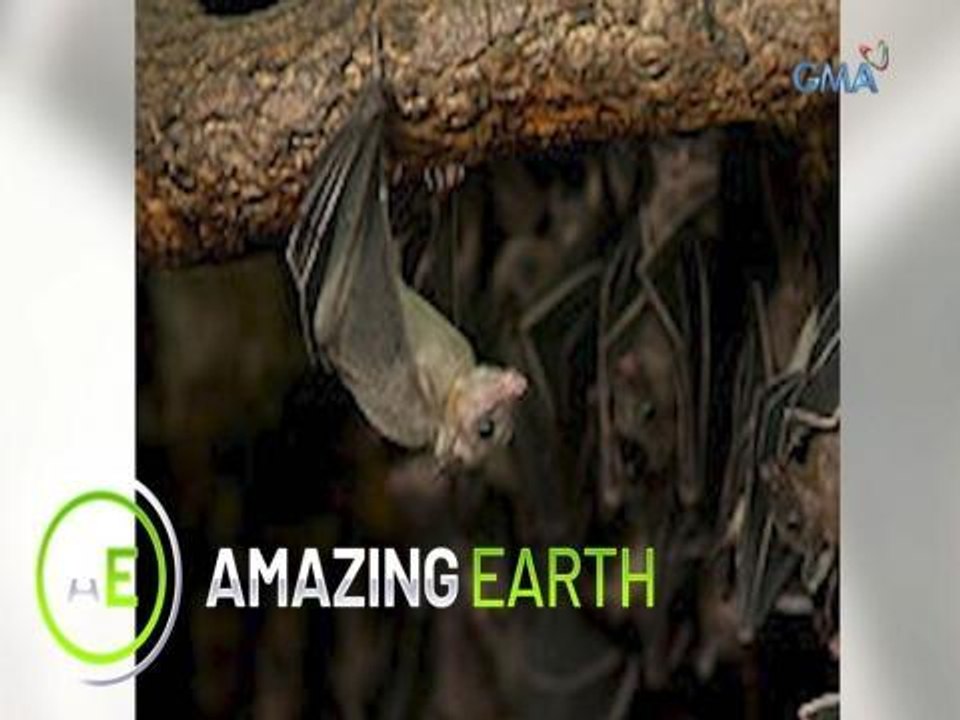 Amazing Earth: Amazing facts about the Rousette fruit bat