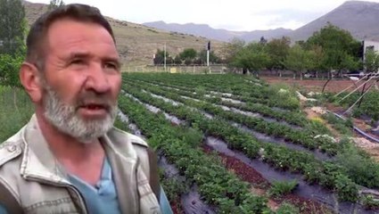 Müteahhitliği bırakıp memleketinde çilek üretimine başladı, yıllık 60 bin lira kazanıyor