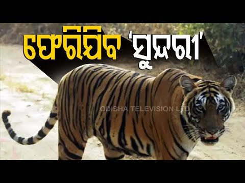 Kanha Team Reaches Odisha To Translocate Sundari Tigress