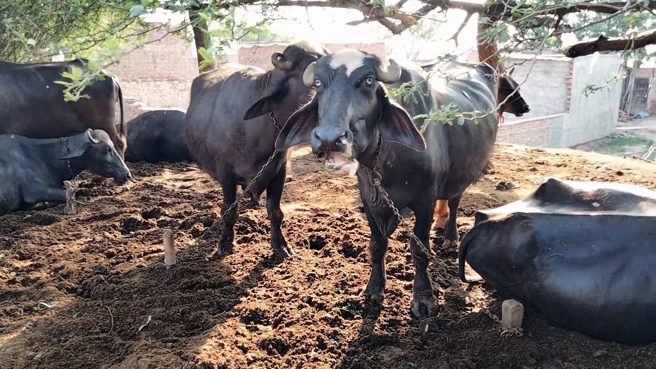 Cattle Ruminant Digestive System Process | Chewing Their Cud | Kingdom of Awais