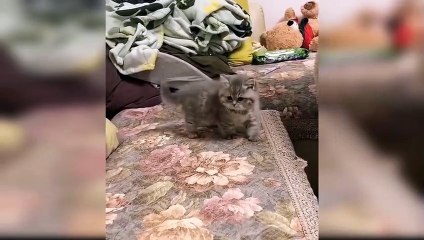 Cat training | Curb the cat