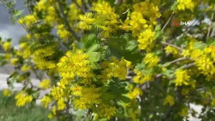 Ağrı'da renkleriyle doğayı süsleyen mevsim çiçekleri fotoğraf tutkunlarının ilgi odağı oldu