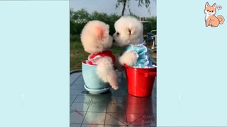 Cute Puppies❤❤ Cute Funny and Smart Dogs Compilation