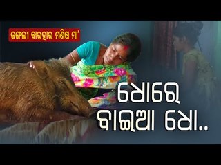 Telkoi Ranger Counsels Caretakers Of Pet Wild Boar To Release It Into Jungle