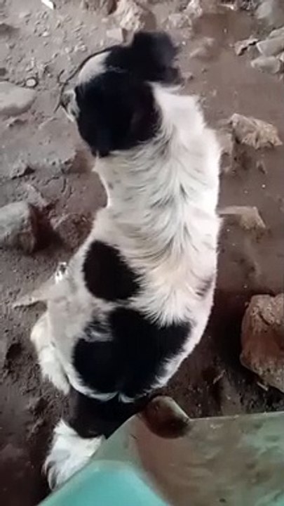 pekening