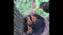 Adorable baby birds. Wild birds feeding baby bird in the forest catch on camera