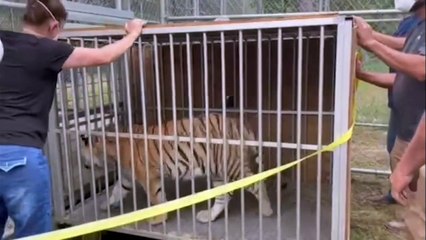 Bengal tiger reaches animal sanctuary after week missing in Texas