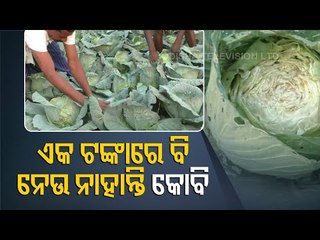 Lack Of Cold Storage Forces Bargarh Farmers To Leave Vegetables To Rot In Field