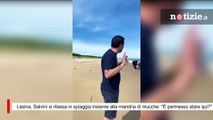 Lesina, Salvini si rilassa in spiaggia insieme alla mandria di mucche: 