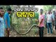 11-Ft-Long King Cobra Rescued From Patrapur In Ganjam, Odisha