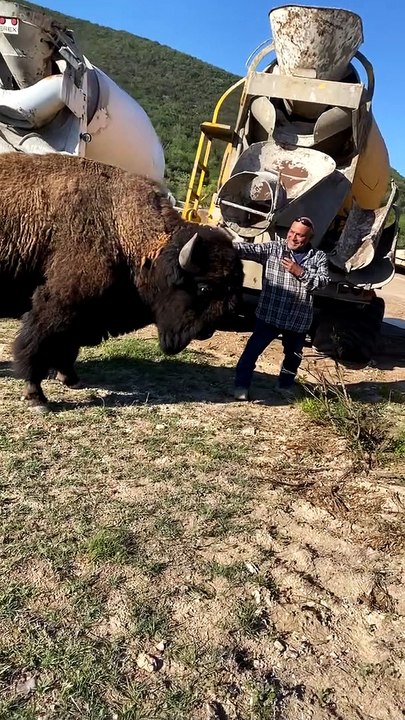 Bison Headbutt Knock Down