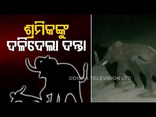 Two Workers Killed In Elephant Attack In Sambalpur