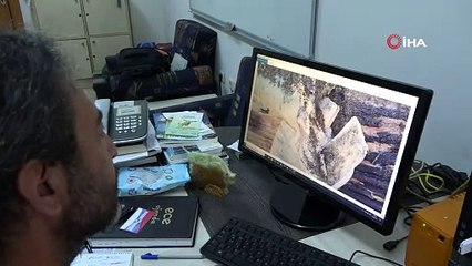 Dev balina gemi çarpması sonucu ölmüş