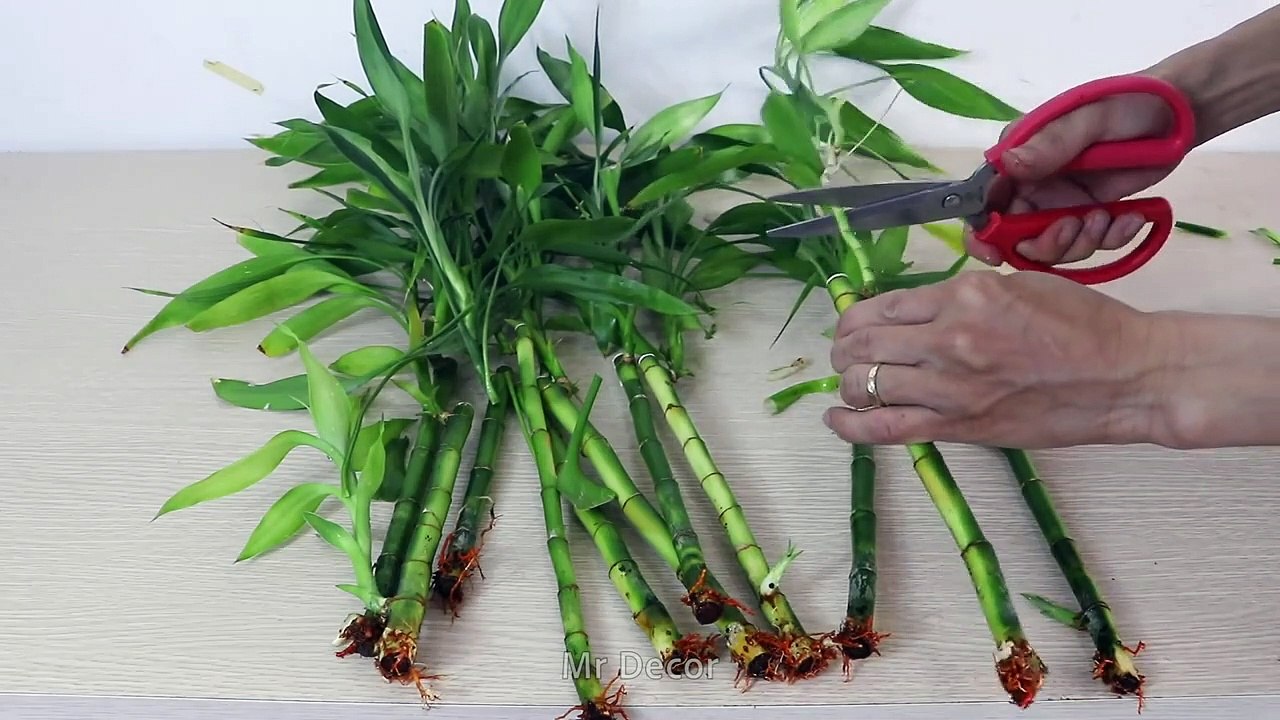 How To Grow Lucky Bamboo Forest In Aquascape | Setup Mini Aquarium Fish Tank Decor Ideas | Mr Decor